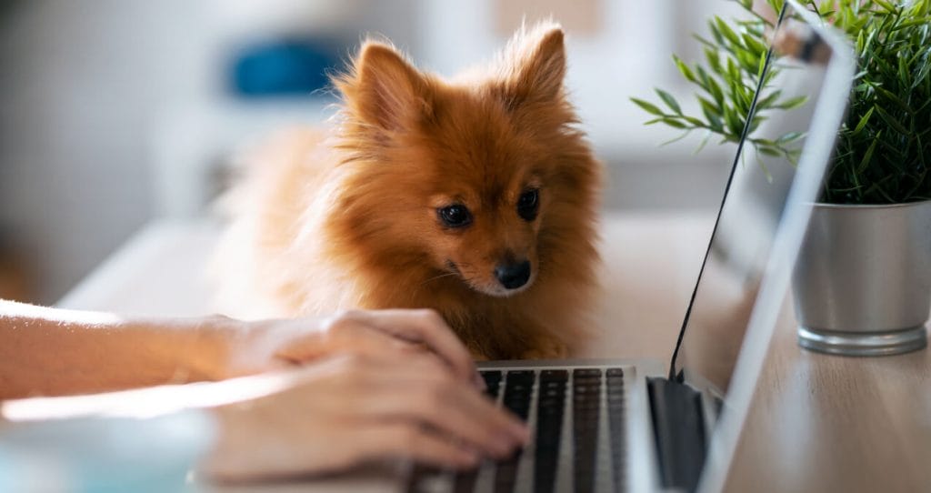 A dog watching his owner type on a laptop computer | Ethical data scraping