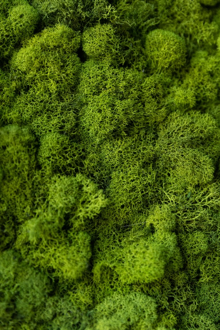 Green moss texture on a wall | HubSpot Solutions Partner