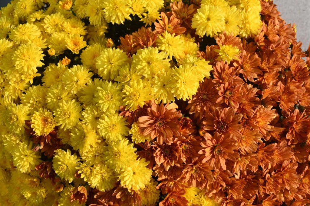 Yellow and orange flower bunch